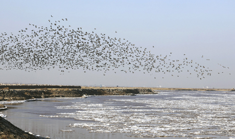 十一月二十七日，在內蒙古鄂爾多斯市達拉特旗，大批候鳥翱翔在黃河上空。(新華社記者 賈立君 攝)