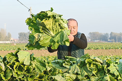 11月15日，張學芬正在菜園裡整理高麗菜。(中新社記者 翟羽佳 攝)