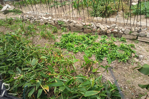 石頭旁的是不知明的植物,左是薑花。