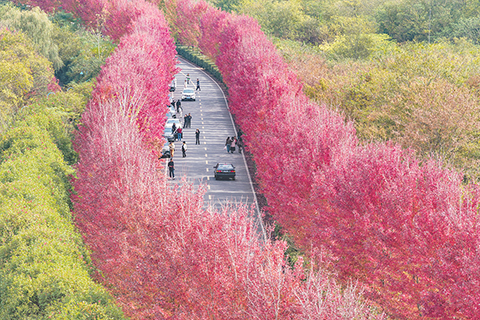 ◎ 十一月三日,江蘇南京,大泉湖畔鄉村公路兩旁楓葉如霞似火,美景如畫。(無人機照片)(中新社記者 泱波 攝)