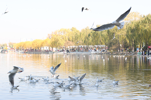 ◎ 十一月三日,寧夏銀川,市民在海寶公園觀鷗喂鷗。近日,在銀川海寶公園數百隻紅嘴鷗靈動飛舞,吸引眾多市民駐足觀賞。(中新社記者 于晶 攝)
