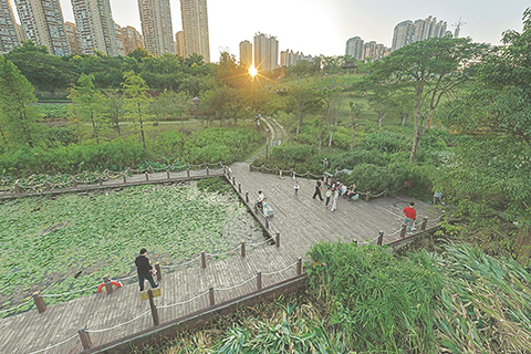 ◎ 市民在廣西南寧市那考河濕地公園遊玩(十一月十四日攝,無人機照片)。(新華社記者 周華 攝)