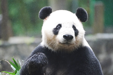 大熊貓「辰星」(資料圖)。(李傳有 攝)