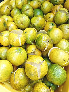 新鮮柑皮待曬乾