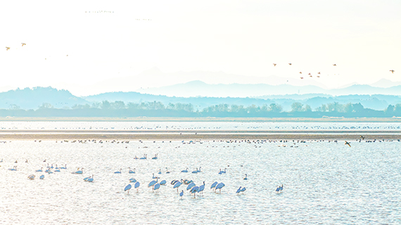 12月12日,數萬越冬候鳥齊聚保護區,呈現一幅水清岸綠、飛鳥翔集的生態畫卷。(吳駿 攝)