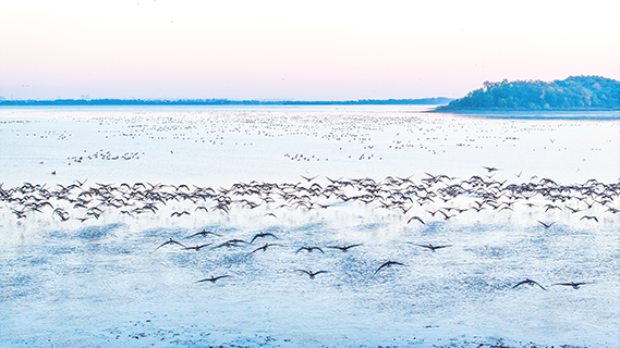 升金湖國家級自然保護區仿如一幅水墨畫。(吳駿 攝)