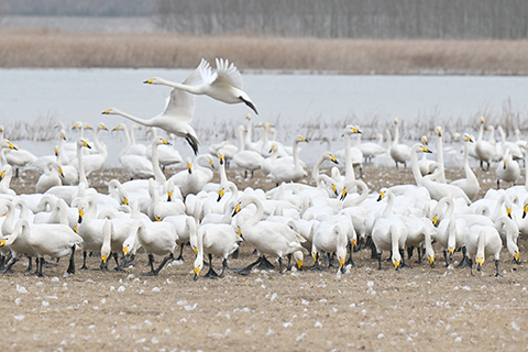 12月20日,河南三門峽市,大批越冬大天鵝在此游弋、飛翔、覓食。(李恒 攝)