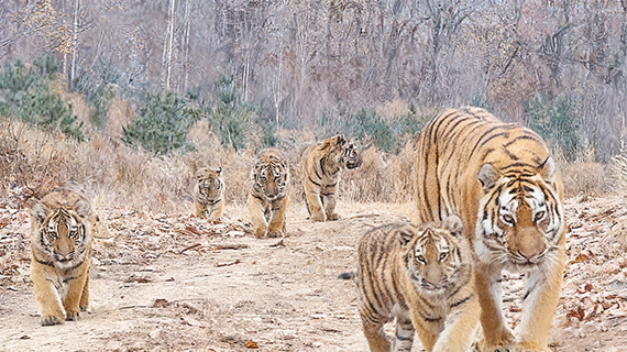 11月8日,吉林琿春,監測相機拍攝到「六虎同框」。(視頻截圖,東北虎豹國家公園管理局 供圖)