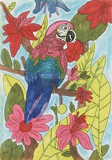 彩色的鸚鵡 菜農子弟學校 五年級 黃紹澄