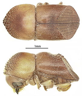 ◎ 超景深顯微鏡下的梁氏雙棘小蠹。(林偉 攝)