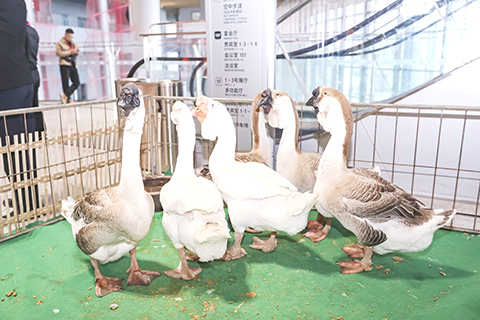 圖為獅頭鵝。(林大森 攝)