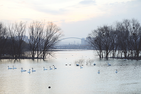 ◎ 十二月二十一日在河南省三門峽市黃河濕地拍攝的白天鵝。(新華社發 段二平攝)