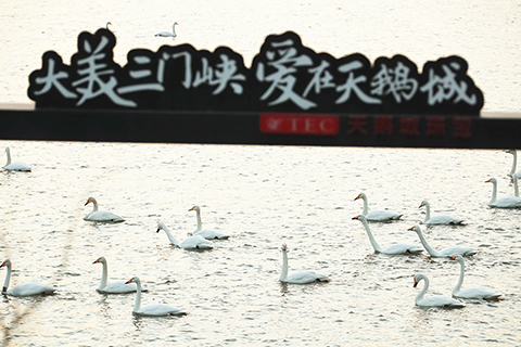 ◎ 十二月二十一日在河南省三門峽市天鵝湖國家城市濕地公園拍攝的白天鵝。(新華社發 牛書培攝)