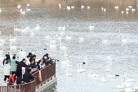 ◎ 十二月二十日,遊人在河南省三門峽市天鵝湖國家城市濕地公園觀賞天鵝。(新華社發 牛書培攝)