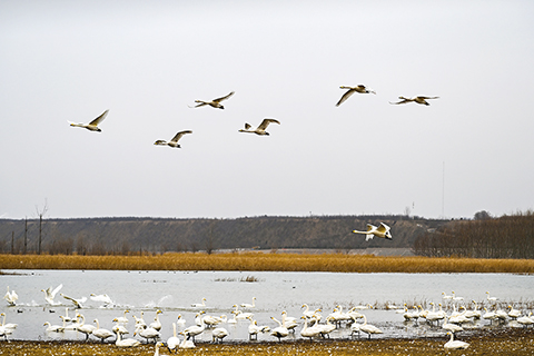 ◎ 十二月二十日在河南省三門峽市天鵝湖國家城市濕地公園拍攝的天鵝。(新華社發 苗育才攝)