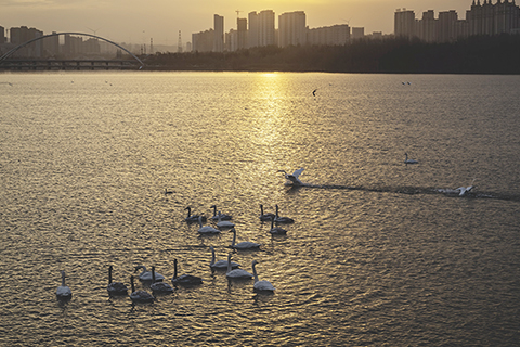◎ 十二月二十一日在河南省三門峽市天鵝湖國家城市濕地公園拍攝的白天鵝。(新華社發 王高超攝)