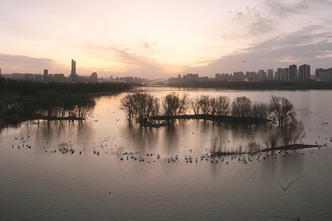 ◎ 十二月二十一日在河南省三門峽市天鵝湖國家城市濕地公園拍攝的白天鵝(無人機照片)。(新華社發 王高超攝)