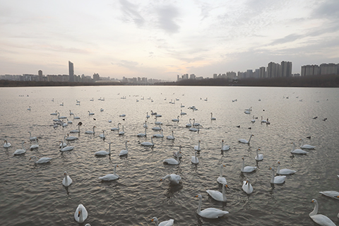 ◎ 十二月二十一日在河南省三門峽市天鵝湖國家城市濕地公園拍攝的白天鵝。(新華社發 徐宏星攝)