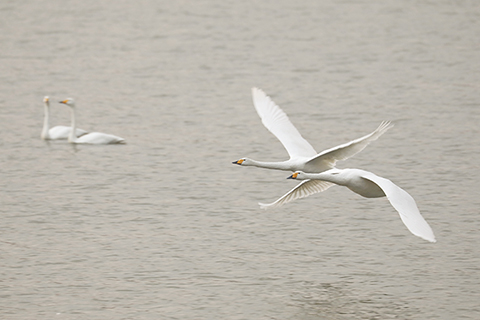 ◎ 十二月二十一日在河南省三門峽市天鵝湖國家城市濕地公園拍攝的白天鵝。(新華社發 徐宏星攝)
