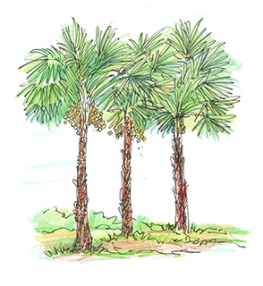 曹長雄老師 謎語圖