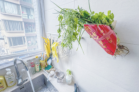 ◎ 農曆新年臨近,香港的習俗,市民過年的時候喜歡買些有好意頭的生菜、芹菜、紹菜和蔥回家掛在窗旁「壓年」,寓意「長食長有、招財生旺」。生菜寓意著新的一年生財,芹菜寓意著勤力,紹菜寓意招財,蔥寓意聰明。二月十六日,石硤尾街市一束「樣樣齊」的吊菜包買十五至二十不等。(香港中通社記者 徐文峰 攝)
