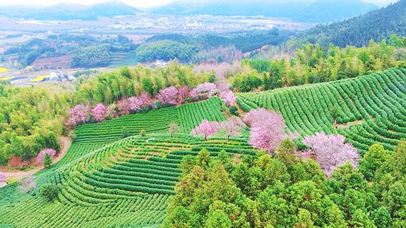 3月19日,航拍黃山市黃山區三口鎮聯中村桃花茶園一隅。(林曉峰 攝)