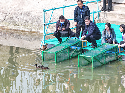 工作人員將佩戴好衛星跟蹤器的青頭潛鴨在衡水湖放飛。(陳康 攝)