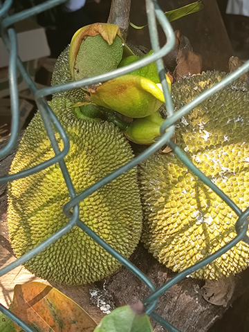 荔枝碗木屋區的大樹菠蘿