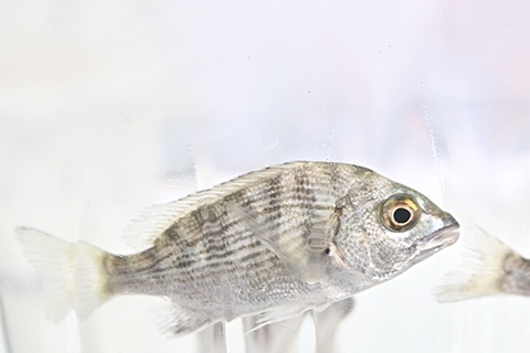 ◎ 作放流的黑鱲(黑棘鯛)幼魚。(香港中通社圖片)