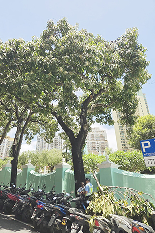◎ 市政署關注西墳馬路有樹木斷枝跌落情況。